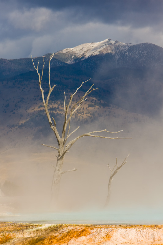 Dead Tree Through Steam